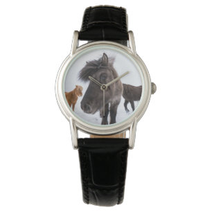 Icelandic Horse portrait, Iceland Watch