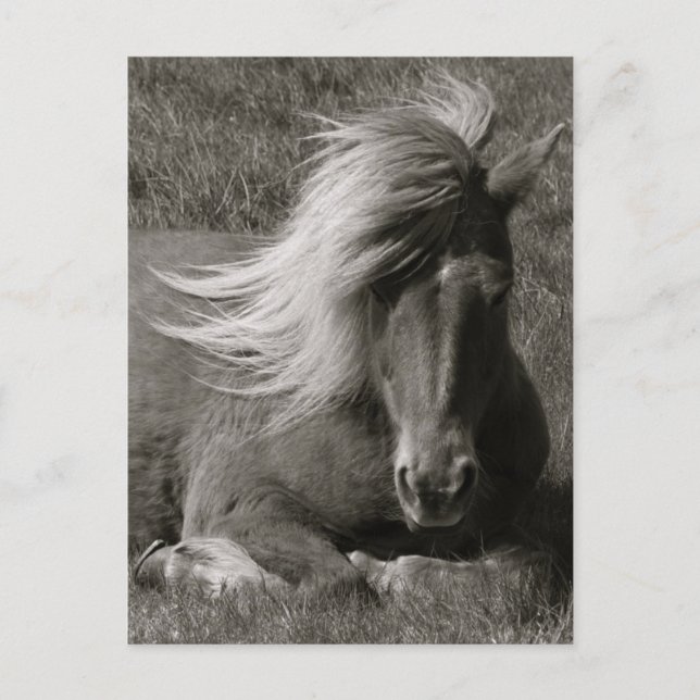 Icelandic Horse Postcard (Front)