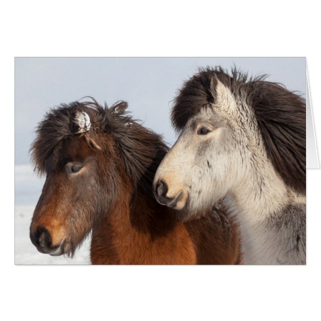 Icelandic Horse profile, Iceland (Front Horizontal)