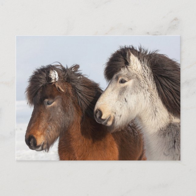 Icelandic Horse profile, Iceland Postcard (Front)