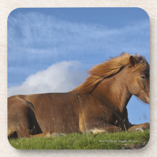 Icelandic horse resting and sky coaster