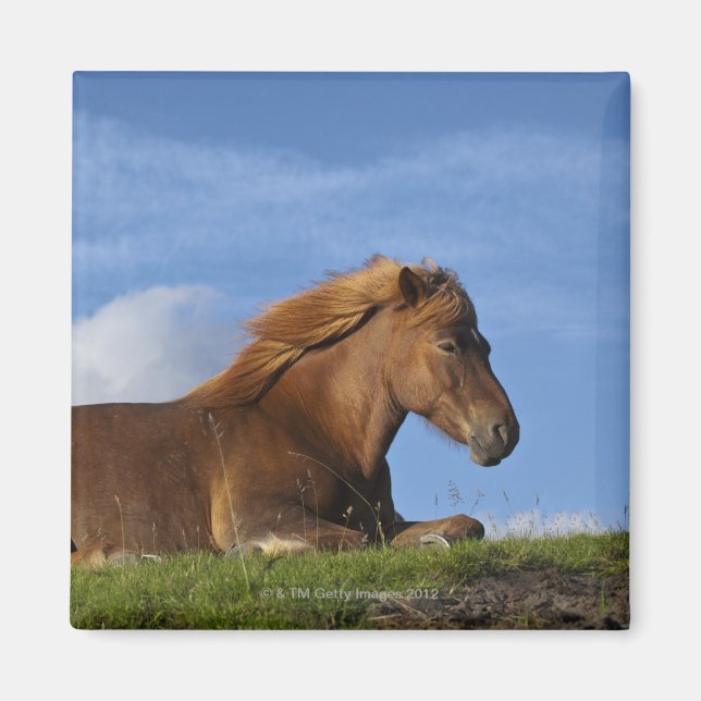 Icelandic horse resting and sky magnet (Front)