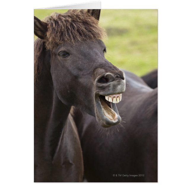 Icelandic horse with funny expression (Front)