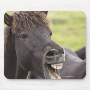 Icelandic horse with funny expression mouse pad