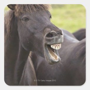 Icelandic horse with funny expression square sticker