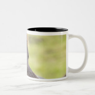 Icelandic horse with funny expression Two-Tone coffee mug