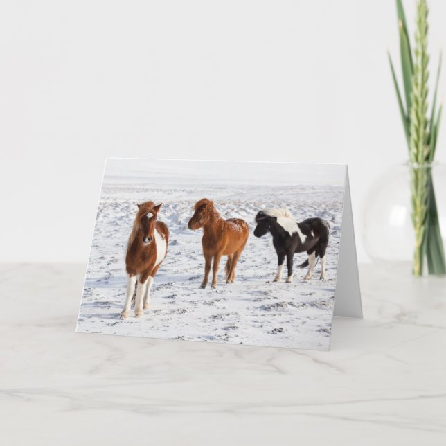 Icelandic Horse with Typical Winter Coat Card (Front)