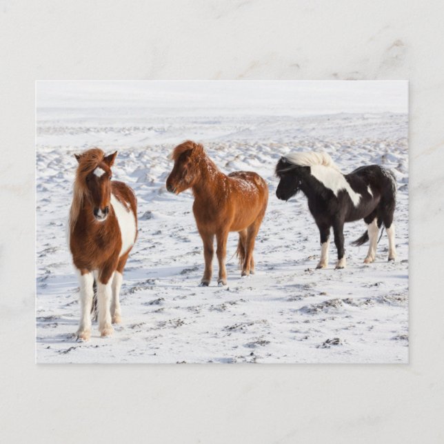 Icelandic Horse with Typical Winter Coat Postcard (Front)