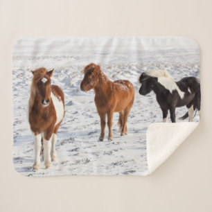 Icelandic Horse with Typical Winter Coat Sherpa Blanket