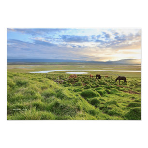 Icelandic horses; country scene photo print