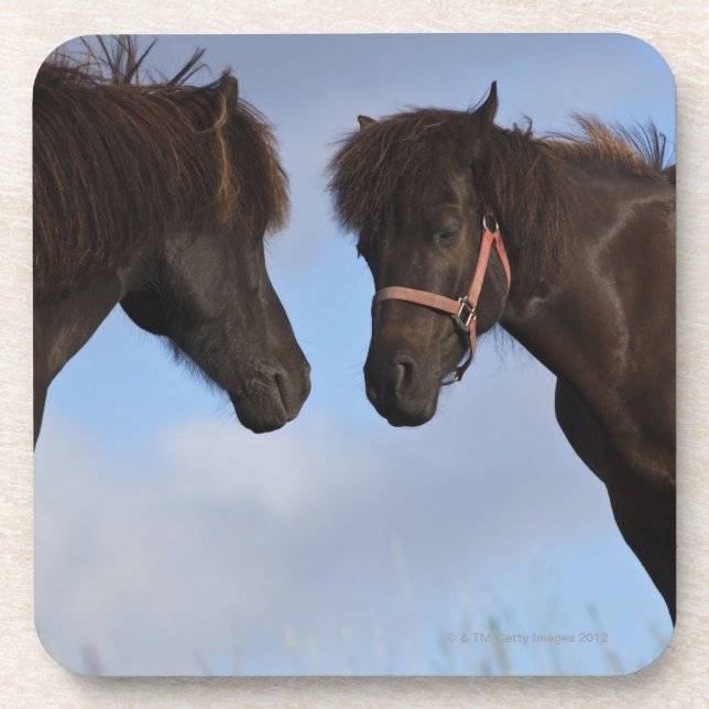 Icelandic horses facing each other coaster (Front)
