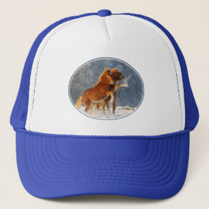 Icelandic Horses Foal Play in Snow Funny - cap