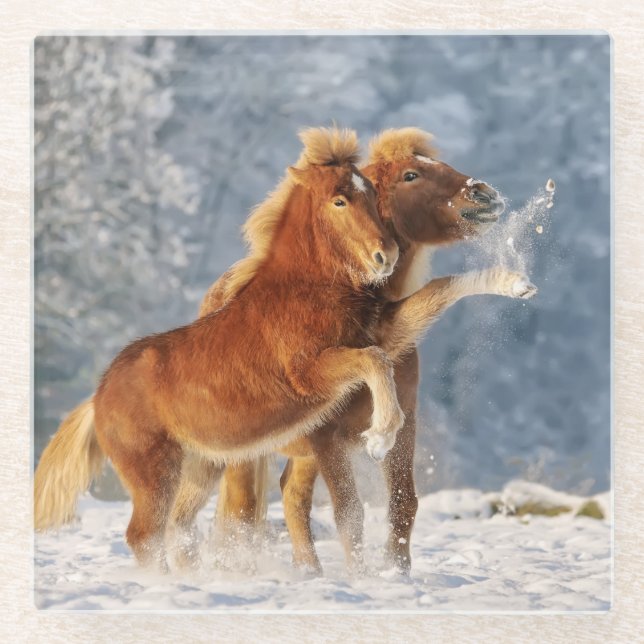Icelandic Horses Foal Playing in Snow Funny Photo Glass Coaster (Front)