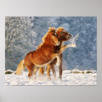 Icelandic Horses Foal Playing in Snow Funny Photo