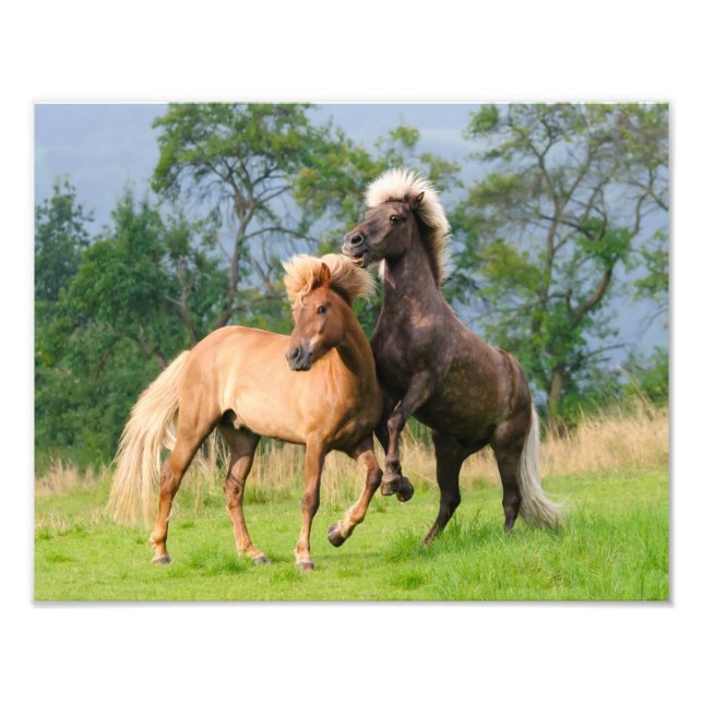 Icelandic Horses Funny Playing Rearing  Paperprint Photo Print (Front)