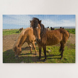 Icelandic Horses Graze Jigsaw Puzzle
