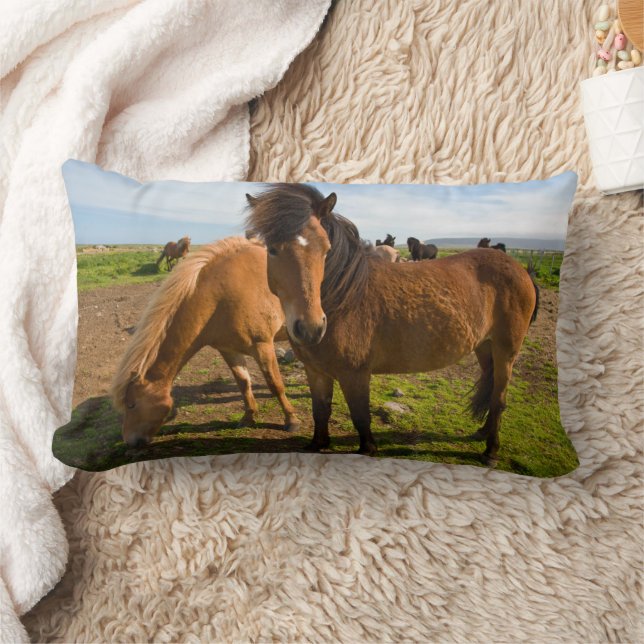 Icelandic Horses Graze Lumbar Cushion (Blanket)