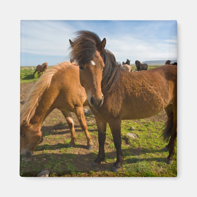 Icelandic Horses Graze Magnet (Front)