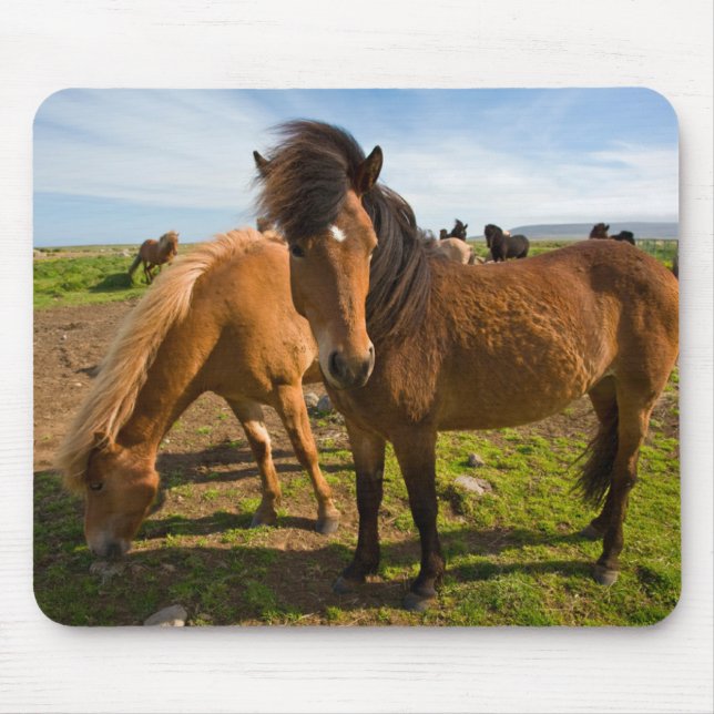 Icelandic Horses Graze Mouse Pad (Front)