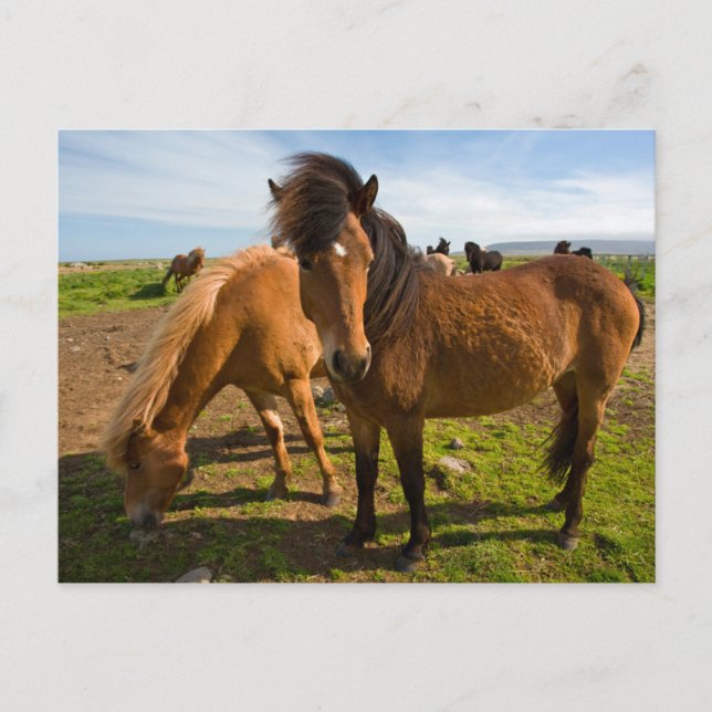 Icelandic Horses Graze Postcard (Front)