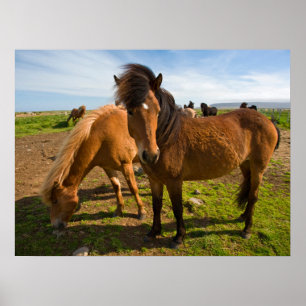 Icelandic Horses Graze Poster