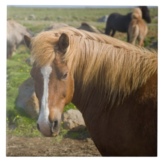 Icelandic Horses in Northeastern Iceland Ceramic Tile (Front)
