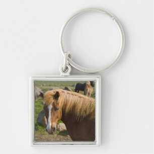 Icelandic Horses in northeastern Iceland. Key Ring