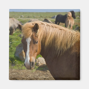 Icelandic Horses in Northeastern Iceland Magnet