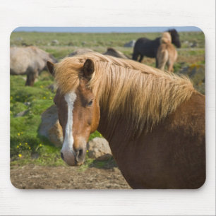 Icelandic Horses in northeastern Iceland. Mouse Pad