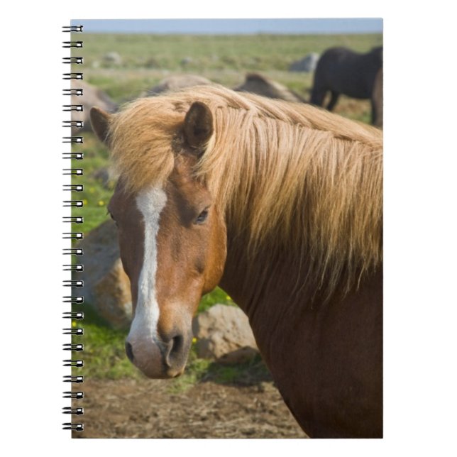 Icelandic Horses in Northeastern Iceland Notebook (Front)