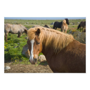 Icelandic Horses in northeastern Iceland. Photo Print