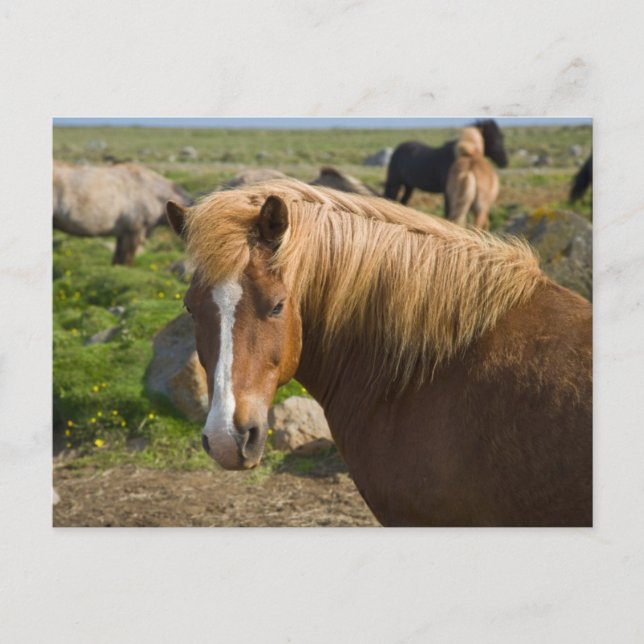 Icelandic Horses in Northeastern Iceland Postcard (Front)