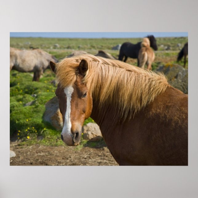 Icelandic Horses in Northeastern Iceland Poster (Front)