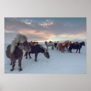 Icelandic Horses in Snow Iceland Photo Poster