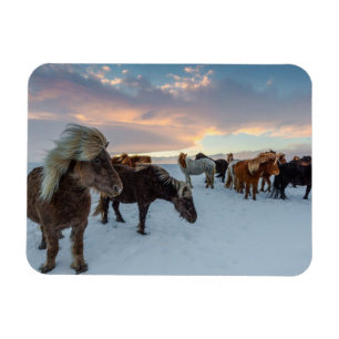 Icelandic Horses in Snow Magnet