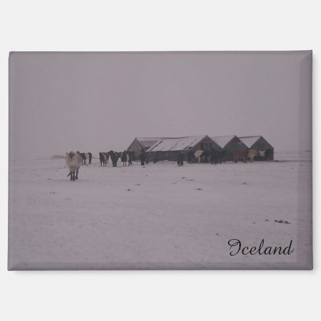 Icelandic horses in the snow magnet (Front)