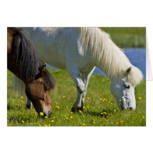 Icelandic Horses in western Iceland.
