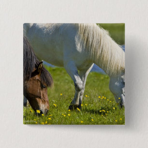 Icelandic Horses in western Iceland. 15 Cm Square Badge