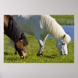 Icelandic Horses in western Iceland. Poster