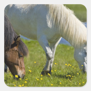 Icelandic Horses in western Iceland. Square Sticker
