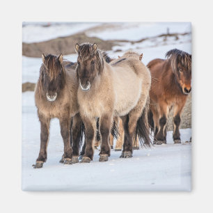 Icelandic Horses in Winter Near Hofn, Iceland Magnet