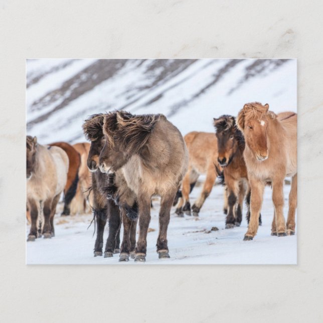 Icelandic Horses in Winter Pasture Near Hofn Postcard (Front)