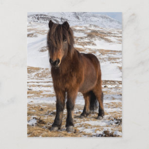 Icelandic Horses in Winter Postcard