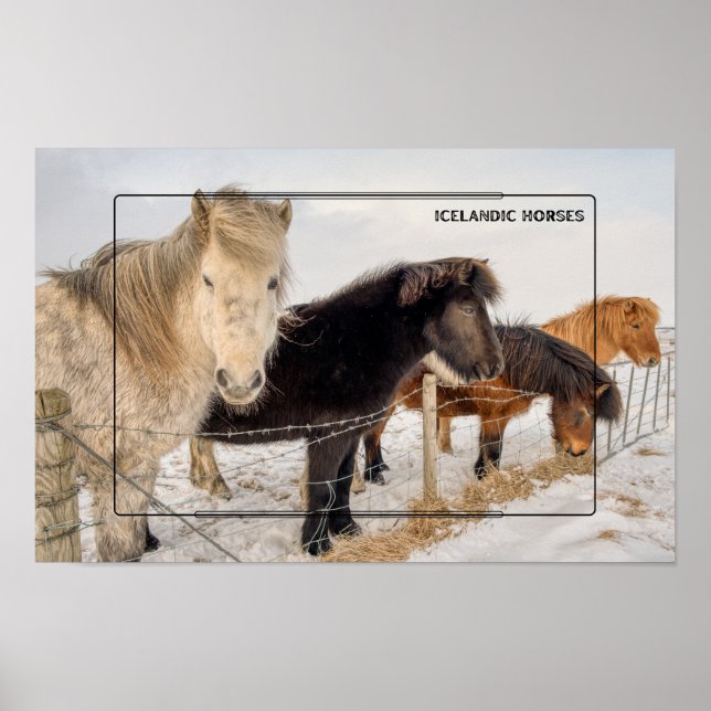 Icelandic Horses in Winter Poster (Front)