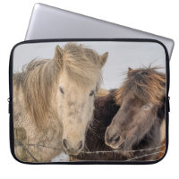Icelandic Horses