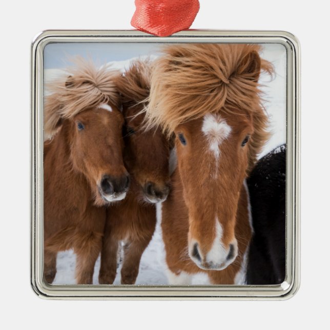 Icelandic Horses nuzzle, Iceland Metal Ornament (Front)