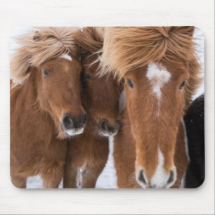 Icelandic Horses nuzzle, Iceland Mouse Pad