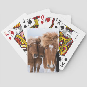 Icelandic Horses nuzzle, Iceland Playing Cards