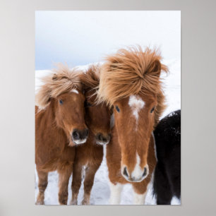 Icelandic Horses nuzzle, Iceland Poster