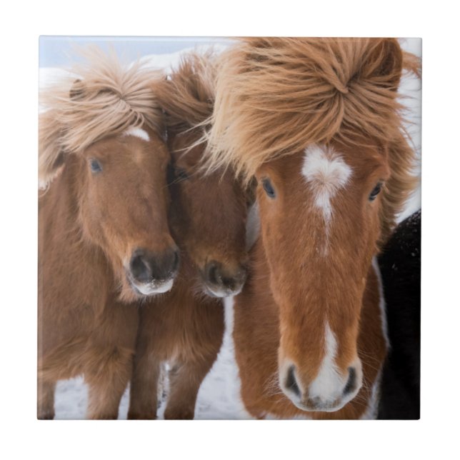 Icelandic Horses nuzzle, Iceland Tile (Front)